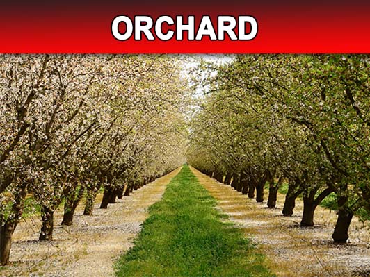 Orchard Picture