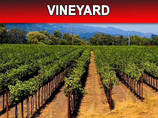 Vineyard Picture
